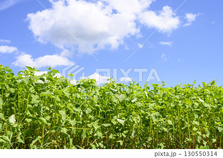 開花してきた常陸秋そばの畑 130550314