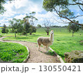 オーストラリア　アニマルパークのアルパカ 130550421