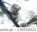 オーストラリア　雨の日　寒さに強いコアラ 130550422