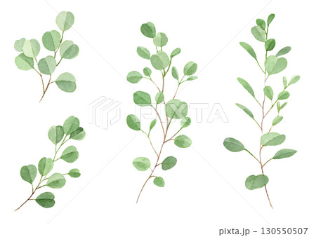 ユーカリ　ポポラスの水彩イラストセット　ベクター 130550507