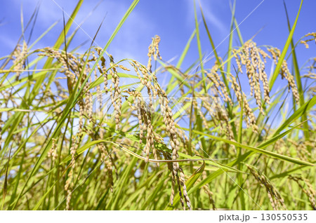 初秋の収穫間近な稲穂 初秋の収穫間近な稲穂 130550535