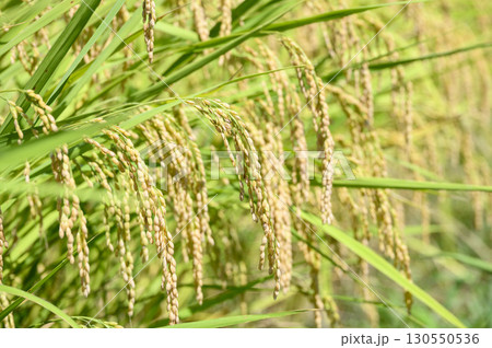 初秋の収穫間近な稲穂　 130550536