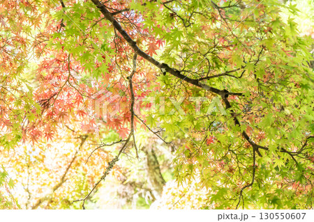 高野山の蛇腹路の紅葉 130550607
