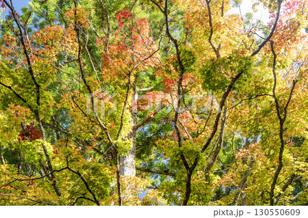 高野山の蛇腹路の紅葉 高野山の蛇腹路の紅葉 130550609