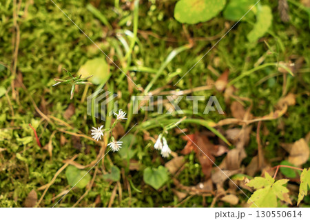 キッコウハグマの花 キッコウハグマの花 130550614