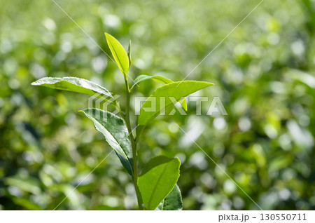 お茶の葉のクローズアップ 130550711