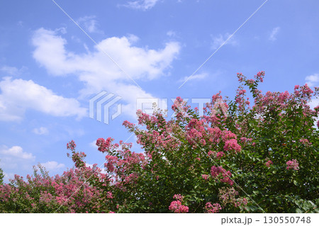 サルスベリの赤い花と青空 130550748