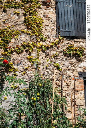 Tomato plants staked against a rustic stone wall with ivy and wooden shutters in summer sunlight. Homegrown produce, urban gardening, regenerative living, farmhouse revival 130550882