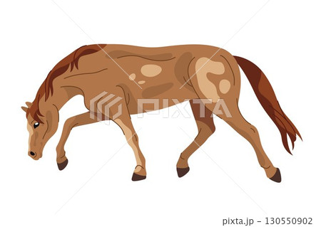 Vector frederiksborger horse breed. Side view on standing chesnut wildlife purebred animal. Stallion gait, motion icon. Danish or north mare symbol. Outdoor equestrian element. Freedom and power sign. 130550902