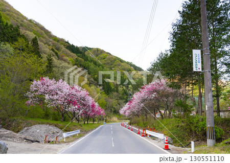 長野県阿智村 早朝の花桃の里 長野県阿智村 早朝の花桃の里 130551110