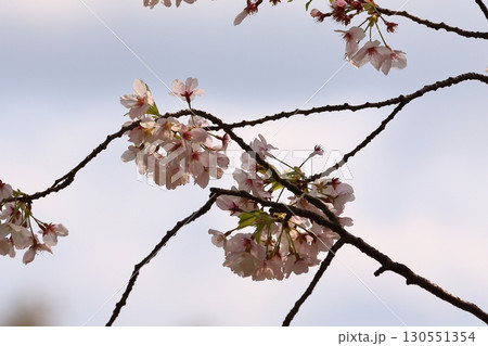 満開の桜のある公園 130551354