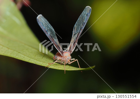 マエグロハネナガウンカ マエグロハネナガウンカ 130551554