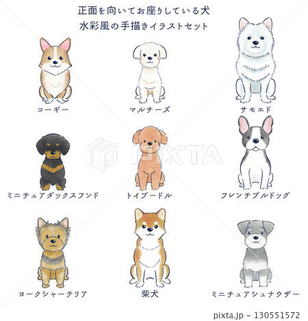 正面を向いてお座りしている犬の水彩風の手描きイラストセット 正面を向いてお座りしている犬の水彩風の手描きイラストセット 130551572