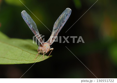 マエグロハネナガウンカ 130551722