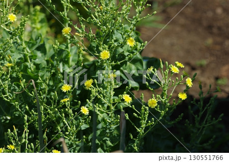 レタスの花が咲いた様子 レタスの花が咲いた様子 130551766