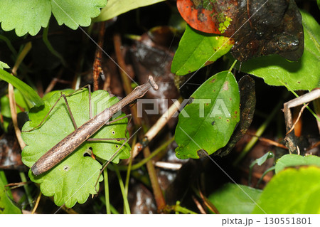 コカマキリ コカマキリ 130551801