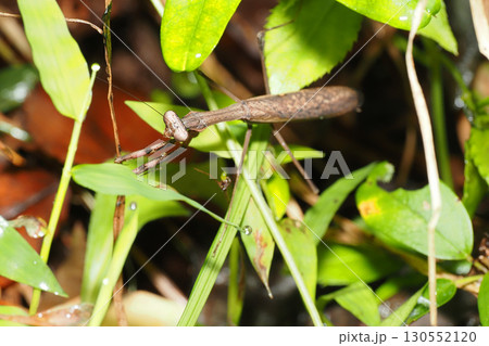 コカマキリ コカマキリ 130552120