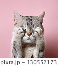 困っている猫 130552173