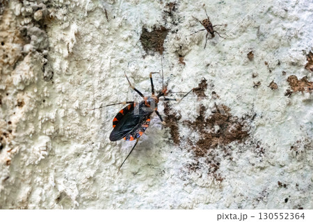 Kissing bug on tree bark in Tentena rainforest, Sulawesi, Indonesia Kissing bug on tree bark in Tentena rainforest, Sulawesi, Indonesia 130552364