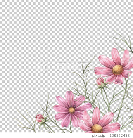 Floral arrangement of pink beautiful cosmos flowers. Square size botanical illustration with flowers, suitable for greeting cards, wedding design, invitations, packaging and floristry. Floral arrangement of pink beautiful cosmos flowers. Square size botanical illustration with flowers, suitable for greeting cards, wedding design, invitations, packaging and floristry. 130552458