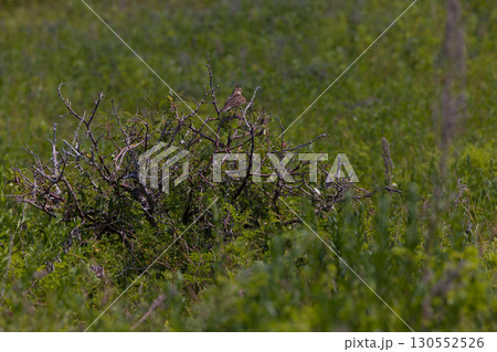 【北海道_北見市_サロマ湖畔】《ヒバリ》訪れる人々を魅了するワッカ原生花園とサロマ湖 【北海道_北見市_サロマ湖畔】《ヒバリ》訪れる人々を魅了するワッカ原生花園とサロマ湖 130552526