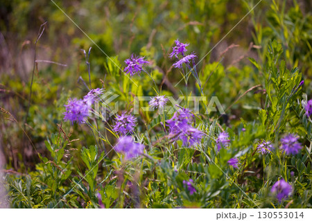 【北海道_北見市_ワッカ原生花園】《エゾカワラナデシコ》訪れる人々を魅了するワッカ原生花園 130553014