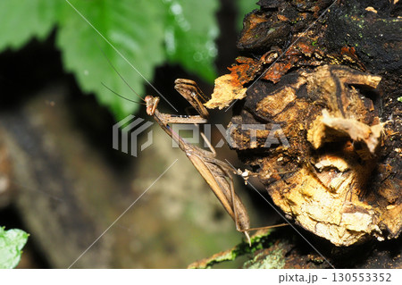 コカマキリ コカマキリ 130553352