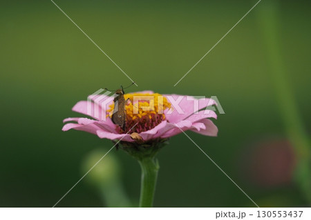 百日草のピンクの花とセセリチョウ 130553437