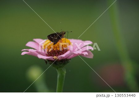 ピンクの百日草の蜜を吸うセセリチョウ ピンクの百日草の蜜を吸うセセリチョウ 130553440