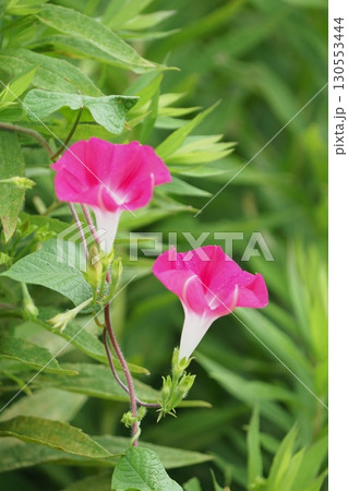 野に咲く赤い朝顔 野に咲く赤い朝顔 130553444