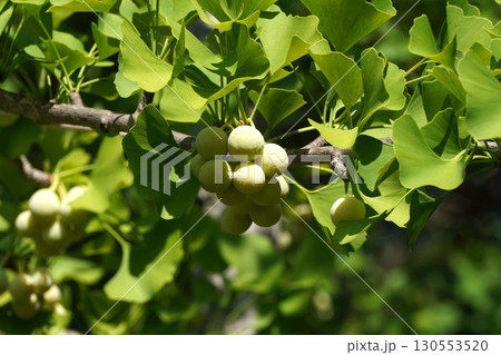 実を付けたイチョウの木・2025年7月 実を付けたイチョウの木・2025年7月 130553520