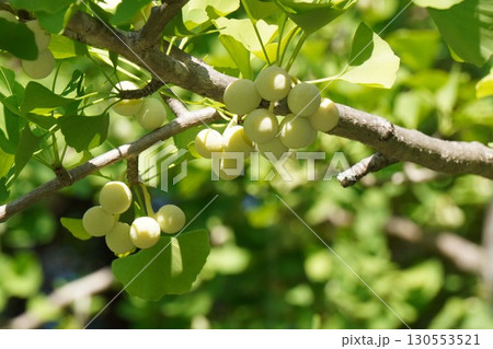 実を付けたイチョウの木・2025年7月 130553521
