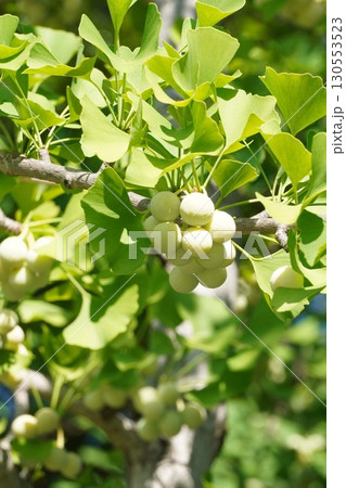 実を付けたイチョウの木・2025年7月 実を付けたイチョウの木・2025年7月 130553523