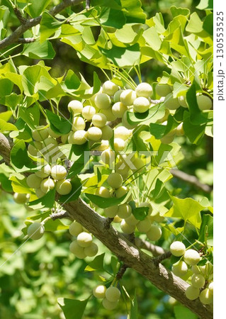 実を付けたイチョウの木・2025年7月 実を付けたイチョウの木・2025年7月 130553525