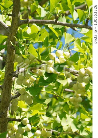 実を付けたイチョウの木・2025年7月 実を付けたイチョウの木・2025年7月 130553526