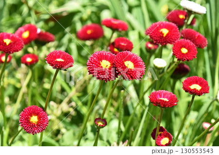 デージー(雛菊) デージー(雛菊) 130553543