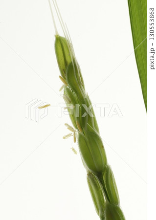 水稲の花の拡大 130553868