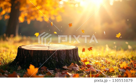 Tree Stump Podium with Soft Autumn Sunlight 130553879