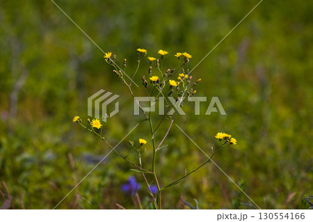 【北海道_北見市_ワッカ原生花園】《コウゾリナ》訪れる人々を魅了するワッカ原生花園 130554166
