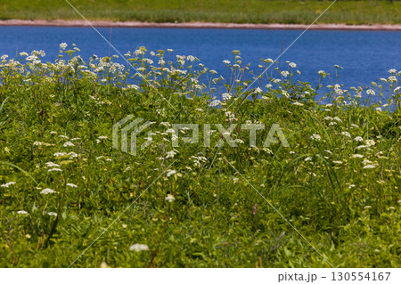【北海道_北見市_ワッカ原生花園】《ドクセリ》訪れる人々を魅了するワッカ原生花園 130554167