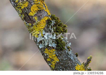 Vibrant display of Xanthoria parietina on tree bark in a forest during early spring showcases nature's intricate beauty 130554286