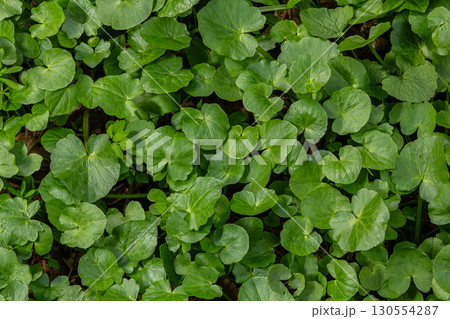Lesser celandine leaves cover the ground in a lush green patch during springtime in a natural setting 130554287
