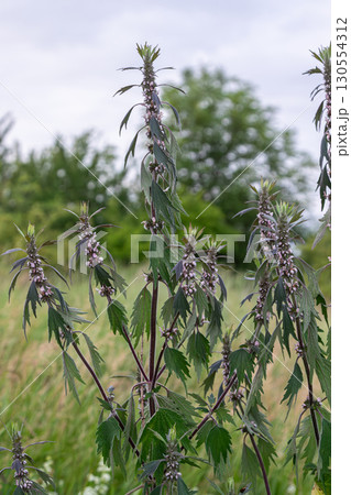 Motherwort Leonurus stands tall in a field showcasing its green leaves and blossoming flowers during a gentle spring day 130554312