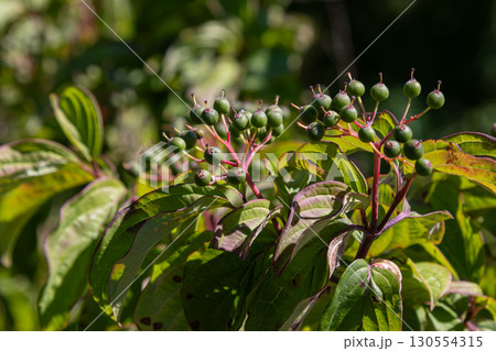 Green berries of Cornus sanguinea growing on a shrub in a natural setting during late summer in a temperate forest Green berries of Cornus sanguinea growing on a shrub in a natural setting during late summer in a temperate forest 130554315