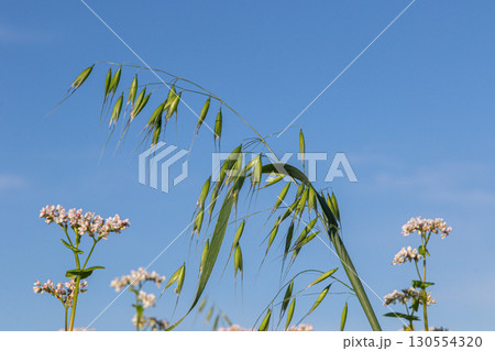 Wild oat Avena fatua growing among flowering plants under a clear blue sky in an agricultural field during spring showcasing natural biodiversity Wild oat Avena fatua growing among flowering plants under a clear blue sky in an agricultural field during spring showcasing natural biodiversity 130554320