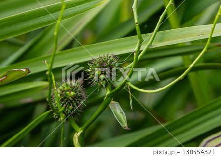 Sparganium bur-reed plant showing spiky seed heads among lush green foliage in a serene wetland environment Sparganium bur-reed plant showing spiky seed heads among lush green foliage in a serene wetland environment 130554321