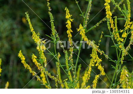 Yellow sweet clover blooms lushly in a natural setting showcasing vibrant yellow flowers against a green backdrop 130554331