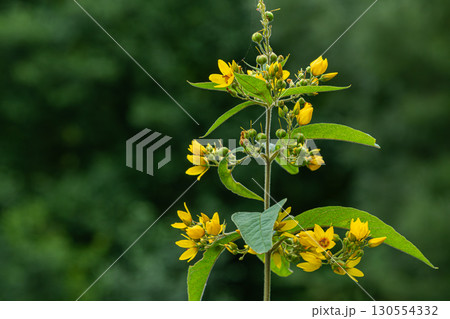 Vibrant yellow flowers of Lysimachia vulgaris thriving in natural habitat during summer season 130554332