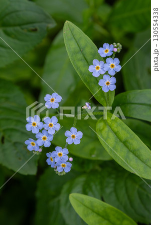 Forget-me-not flowers bloom among lush green leaves in a garden setting during springtime showcasing delicate blue petals 130554338