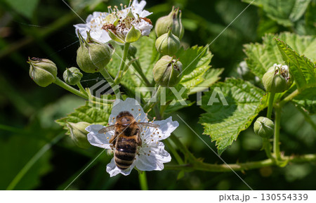 Bee pollinates white flowers of Rubus blackberry plant in a lush garden setting during a sunny day Bee pollinates white flowers of Rubus blackberry plant in a lush garden setting during a sunny day 130554339